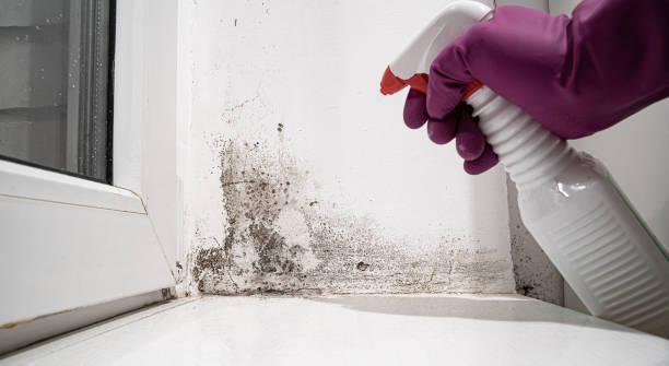 Best Water damage restoration near me  in USA